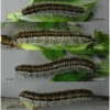 apor crataegi larva5 volg2